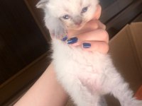 3 haftalık british shorthair blue point yavruları