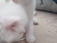 1 aylık yavru british longhair