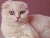 Yavru scottish fold bebekler