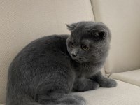 Anne Altından Çok Uygun Scottish Fold Yavru