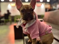 8 aylık dişi french bulldog