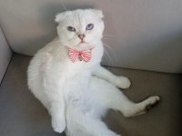 SCOTTİSH FOLD ERKEK KEDİMİZ