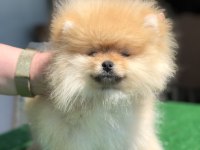 3.5 aylık show kalite dişi pomeranian boo