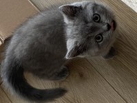2,5 aylık dişi anne baba british shorthair