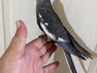 54 GÜNLÜK KUSURSUZ GREY BEBEK SULTAN PAPAĞANI