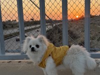 Pomeranian dişi 5 aylık