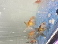 Oranda Japon Balığı