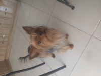 Uysal yorkshire terrier prenses Venus