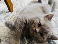 İki aylık dört scottish fold yavrumuz