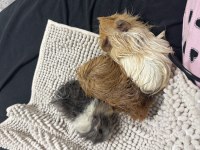 Ginepig sahiplendirme