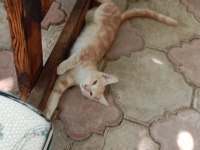 Bu minik yavru kediye yuva aranıyor