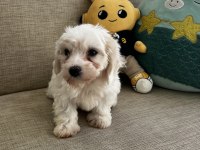 Yavru Kore Maltese