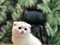 SCOTTISH FOLD BEYAZ YAVRULARIM 