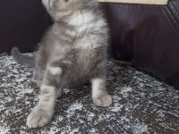 İki Aylık Erkek British Shorthair