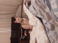 British shorthair ve iran kırması PAŞA