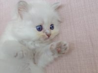 A KALİTE SİLVER POİNT KEDİLER