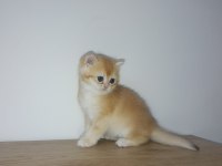 Golden british shorthair bebeklerimiz