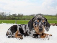 NADİR BULUNAN BLUE MERLE DACHSHUND BEBEĞİMİZ AŞILI