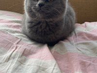British shorthair 2,5 aylık kedimiz