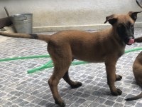 Safkan ırk garantili belçika kurdu