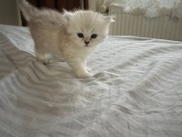 Minik british longhair prens