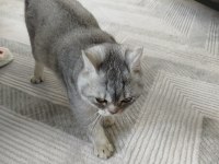 5 Aylık yavru british shorthair erkek kedimiz