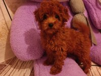 Toy poodle dişi