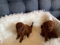Kore toy poodle orjinal ev ortamında