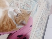 Hamile kedimiz sokakta yaşıyor yardım