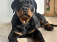 A şecereye sahip rottweiler yavrularım