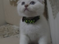 Scottish Fold Longhair güzel yavrum