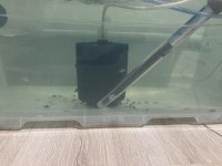 Mpanga ciklet yavrusu 60 adet vardı 1,5 2 cm