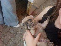 Dişi french bulldog yavrumuz