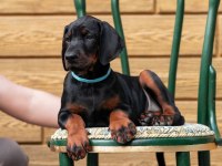 Evinizin neşesi doberman bebişler her yere kapıda öde