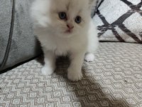 2 aylık bebek kediler