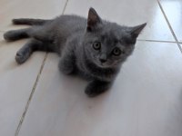 60 günlük son erkek eğitimleri tam kedim