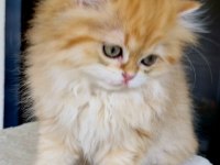 Safkan Bebek BLH British Longhair