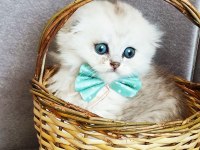 Scottish Fold Erkek