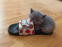 British Shorthair Yavrular
