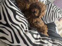 Kg garantili toy poodle yavrularım