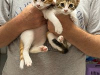 2 aylık Calico cinsi bebek