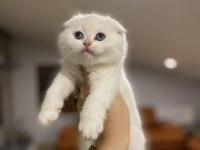 SCOTTISH FOLD BEYAZ YAVRULARIM 