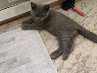 British shorthair yavru kediler
