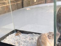 Gonzales Hamster