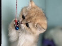 Çok özel son dişi golden british shorthair yavrumuz