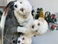 Maltese terriyer köpekler