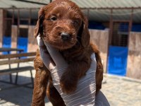Maltipoo yavrularımız büyüdü