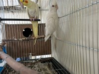 Albino sultan papağanı