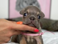 FULL EXOTİC ÜST DÜZEY FRENCH BULLDOG YAVRULARIM