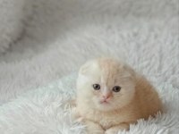 Ayı Surat Top Kafa Crema Scottish Fold